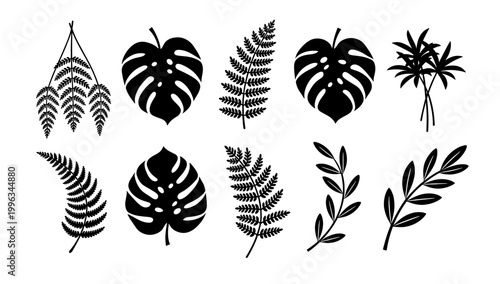 A minimalist image of a fern leaf, ideal for backgrounds, textures, or representing natural beauty. It conveys a sense of peace and simplicity.