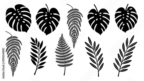 A striking black and white illustration of a fern leaf. Perfect for botanical designs, nature-themed backgrounds, or adding a touch of organic eleganc