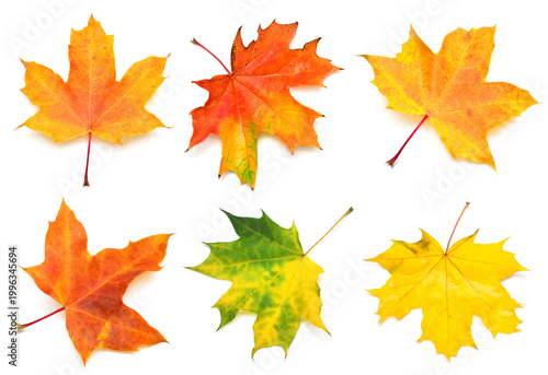 Collection yellow, green, orange and red maple leaf isolated on white background. Autumn, falling foliage. Flat lay, top view, creative concept
