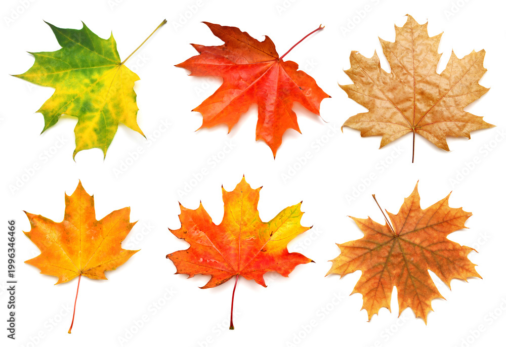 Fototapeta premium Collection yellow, green, orange and red maple leaf isolated on white background. Autumn, falling foliage. Flat lay, top view, creative concept