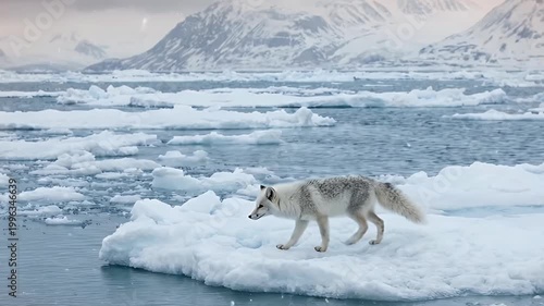 Arctic fox on an ice floe in an icy sea, with snow-capped mountains and a cloudy sky.