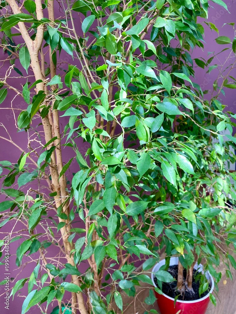Obraz premium Close up green leaves of Ficus benjamina