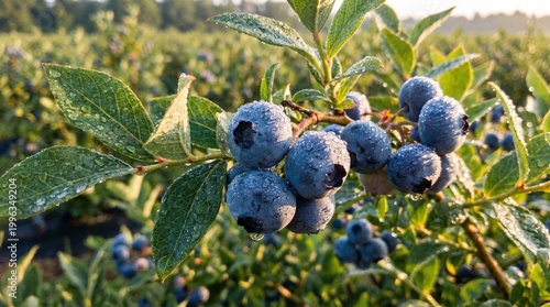 Close-up of ripe blueberries on bush, frosted surface, green leaves, orchard rows in background, warm sunlight highlighting natural beauty and cultivation.