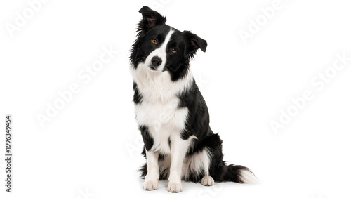 Konstfotografi Border Collie Sitting with Head Tilt on White Background