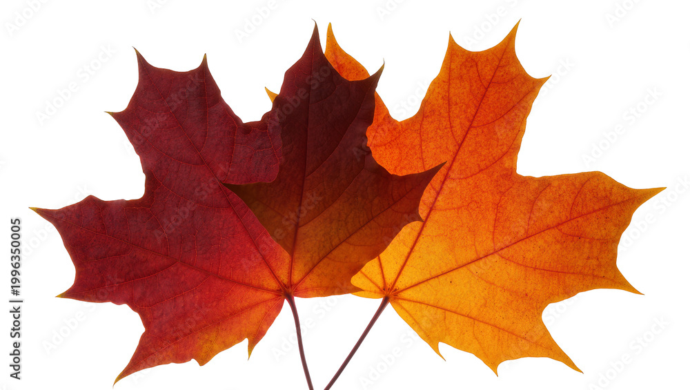 Fototapeta premium Three colorful maple leaves in red and orange hues, isolated on transparent background