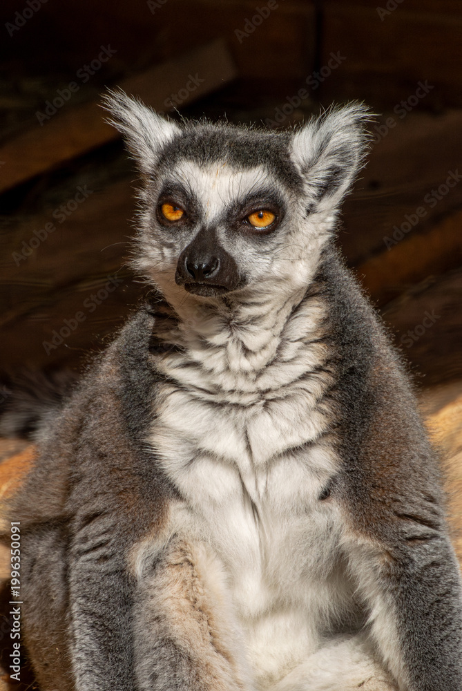 Fototapeta premium Calm ring‑tailed lemur resting quietly with sunlight illuminating its grey fur