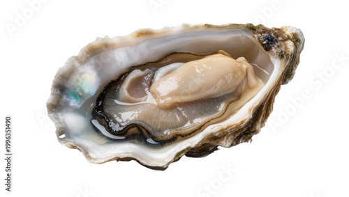 Freshly opened oyster with plump meat and iridescent shell, isolated on transparent background