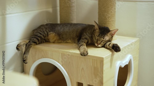 Domestic tabby cat sleeping on a modern wooden cat climber, cat tree tower