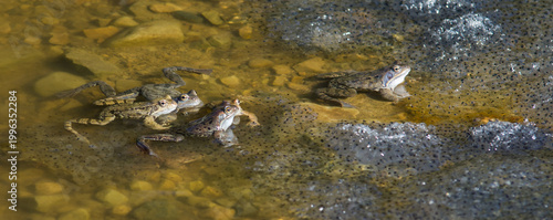 Frogs Gathering in Shallow Water with Spawn