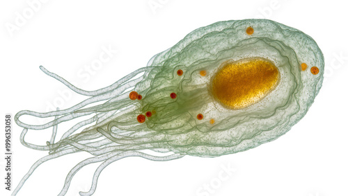 Microscopic organism with flagella and internal structures, isolated on transparent background
