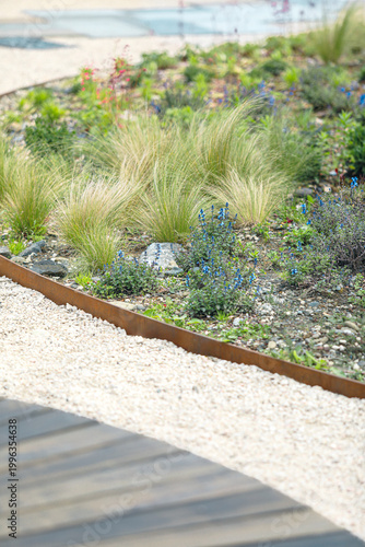 Modern garden landscaping with drought tolerant perennials and feathery ornamental grasses, blue blooms and rustic corten steel edging on light gravel beside a wooden deck