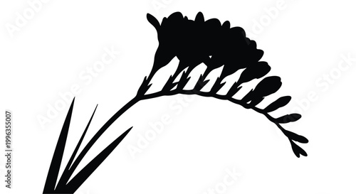Minimalist lavender sprig silhouette isolated on white, black and white herbal plant illustration for aromatherapy and organic design.