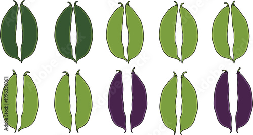 Set of Fresh Hyacinth Bean Illustrations Featuring Raw Green and Purple Pods for Healthy Nutrition Traditional Cuisine and Agricultural Graphic Design Projects