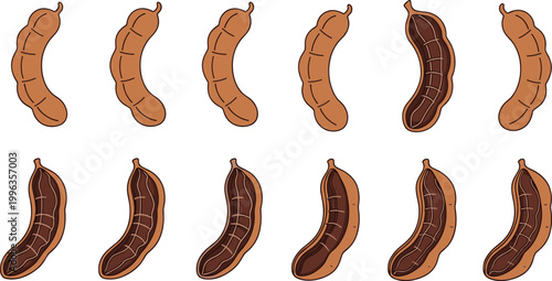 Set of Fresh Tamarind Illustrations Featuring Whole Brown Pods and Open Shells with Tangy Pulp for Healthy Nutrition Culinary Arts and Tropical Agricultural Graphic Designs