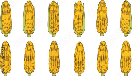 Set of Fresh Sweet Corn Illustrations Featuring Whole Raw Golden Yellow Cobs with Green Husks for Healthy Nutrition Agricultural Market and Culinary Graphic Design Projects