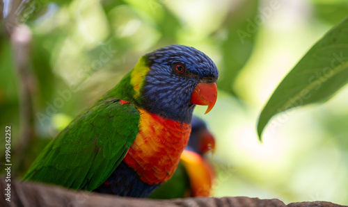 a multicolored parrot among the tree branches