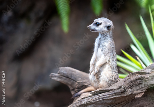 Meerkat alerts from its burrow