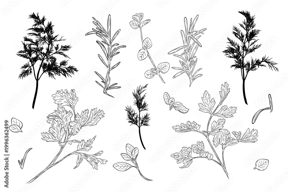 Fototapeta premium Rosemary, basil, parsley and dill herb set in detailed line art style with silhouettes. Collection of culinary plants isolated on white, perfect for cooking design, packaging and natural themes