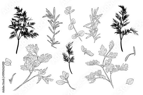Rosemary, basil, parsley and dill herb set in detailed line art style with silhouettes. Collection of culinary plants isolated on white, perfect for cooking design, packaging and natural themes