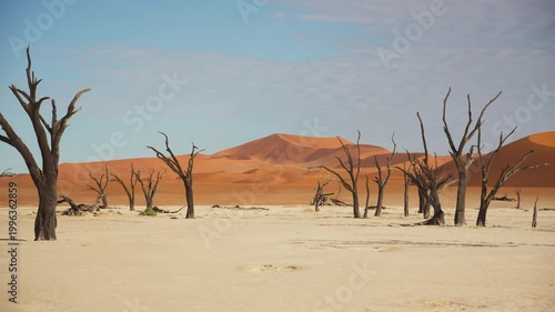 Iconic dead camel thorn trees standing in white clay pan of Deadvlei, towering orange sand dunes of Namib Desert under a clear blue sky in Namibia
