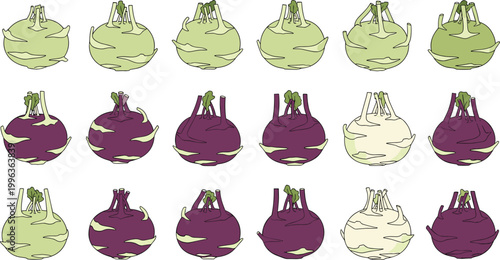 Set of Fresh Kohlrabi Illustrations Featuring Green Purple and White Varieties for Healthy Organic Vegetable Harvest Culinary Graphic Designs and Agricultural Market Projects