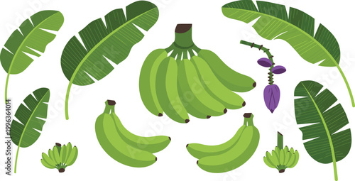 Banana Vector Set Featuring Green Unripe Plantains Multiple Whole Banana Bunches And Various Palm Leaves For Tropical Food Agriculture And Cooking Graphic Designs