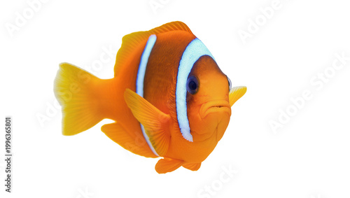 Canvastavla Orange clownfish with white stripes, isolated on transparent background
