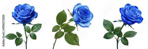 Canvas Print Set and collection Single Blue Rose isolated on transparent png background