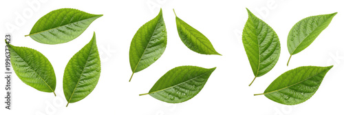 Set and collection of green leaves isolated on white transparent png background
