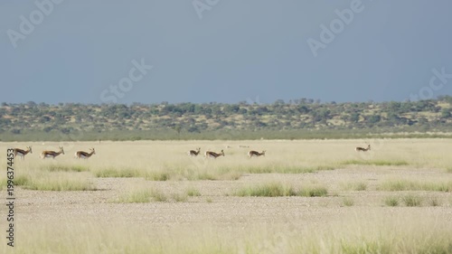Distant herd of springboks running and pronking across expansive savanna plains of Etosha National Park in Namibia, showcasing unique agility and wild freedom