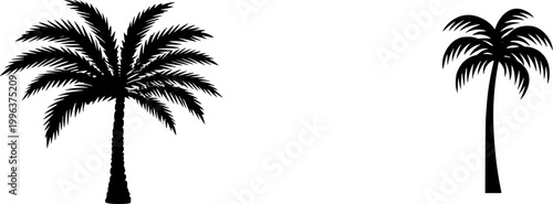 A solitary Foxtail Palm stands gracefully against a pristine white backdrop, its smooth trunk ringed with age and fronds cascading like a fluffy foxs tail