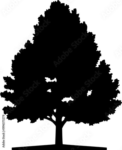 A stunning photorealistic Dawn Redwood stands alone, its soft green foliage and symmetrical conical shape perfectly captured against a pristine white background