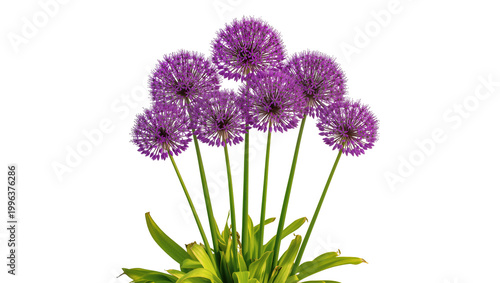 Fotografie Purple allium flowers with green stems and leaves, isolated on transparent backg