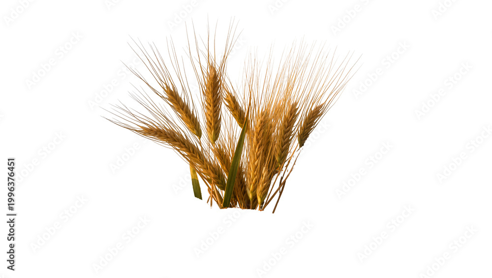 Fototapeta premium Golden wheat stalks with long awns, isolated on transparent background