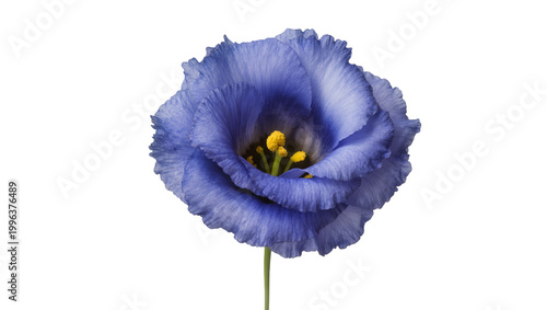 Fotografía Delicate blue eustoma flower with ruffled petals and yellow stamen, isolated on