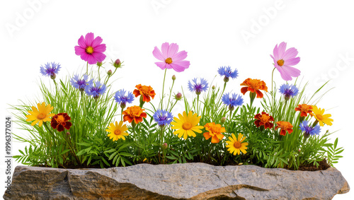 Fotografía Colorful mixed flowers in a stone planter, isolated on transparent background