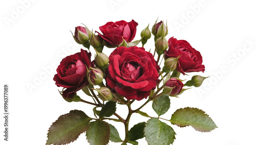 Foto Deep red roses with buds and green leaves, isolated on transparent background