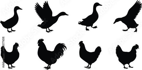 PrintBlack bird silhouettes featuring ducks in various poses and chickens including hens and rooster, highlighting distinct anatomy and posture differences in farm animals