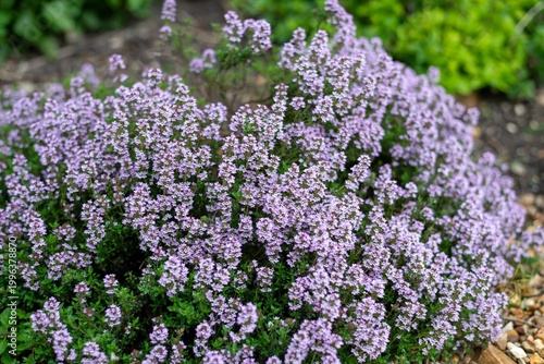 Close up of creeping thyme (thymus serpyllum) flowers in bloom