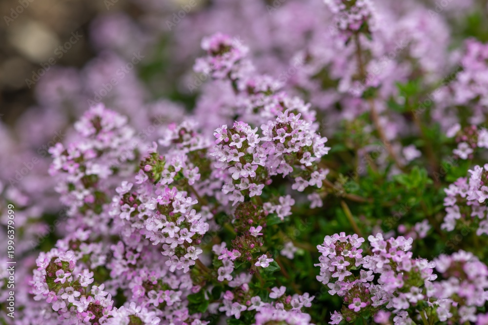 Obraz premium Close up of creeping thyme (thymus serpyllum) flowers in bloom