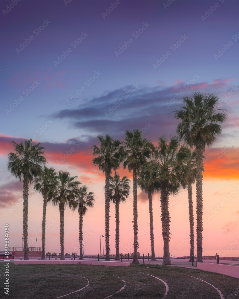 Obraz premium Sunset over Palm Trees in Santo Stefano al Mare, Liguria