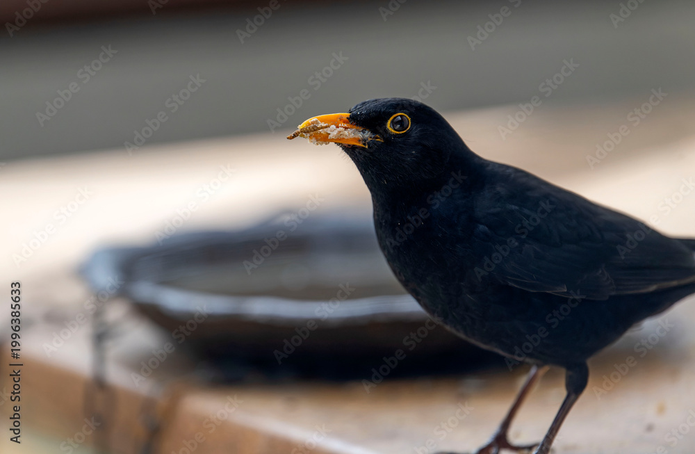 Fototapeta premium Amsel