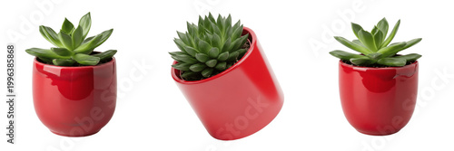 Set and collection Small Green Succulent in Red Pot isolated on white transparent png background