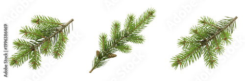 Foto Set and collection Green Pine Tree Branch isolated on white transparent png back