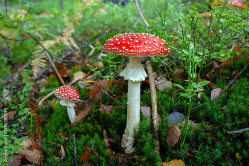 Tableau sur toile Autumn background, toadstool in a light forest