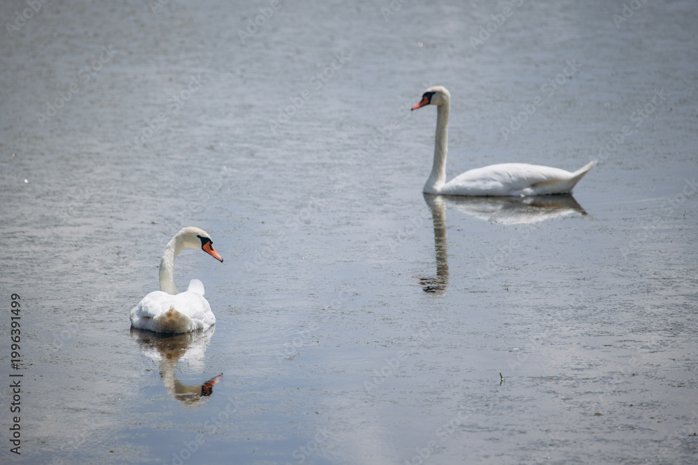 Obraz premium White swans swimming peacefully on a calm lake surface
