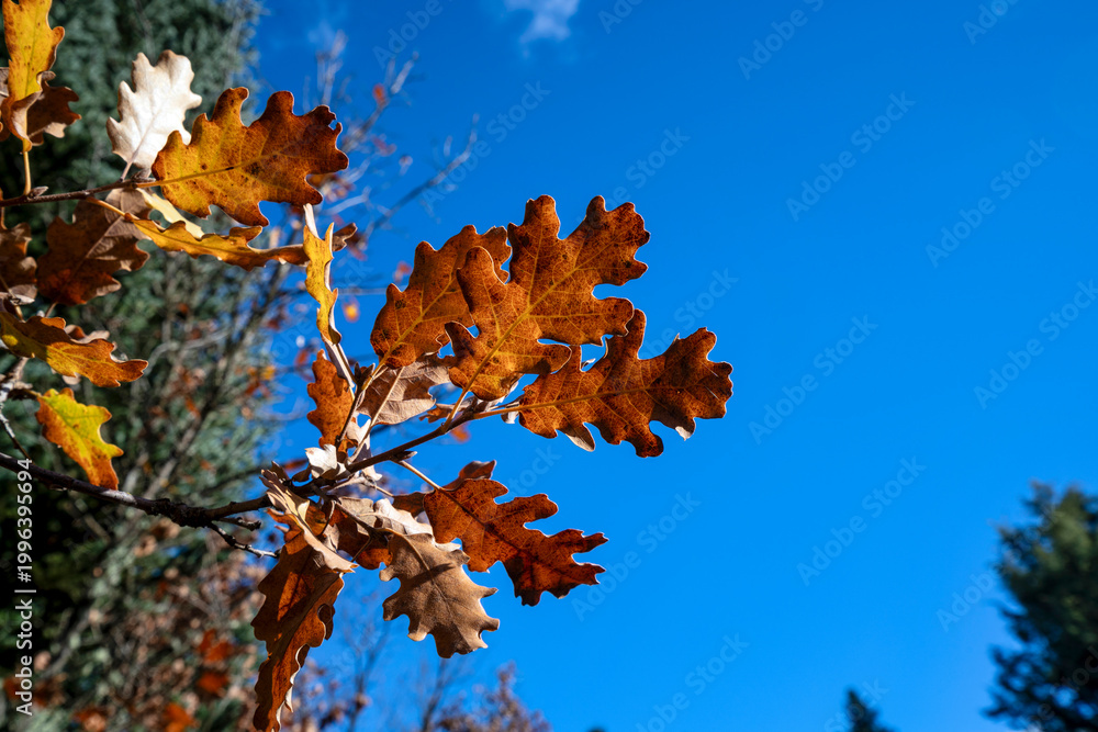 Fototapeta premium Oak leaves in autumn against blue sky Mongostos forest Greece