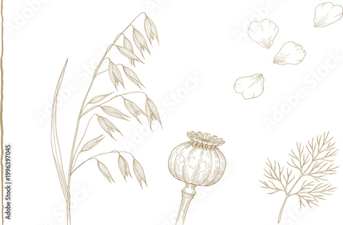Hand-drawn sepia botanical illustration of natural ingredients ripe oats, a poppy seed pod, and delicate herbal sprigs, perfect for organic wellness and vintage designs