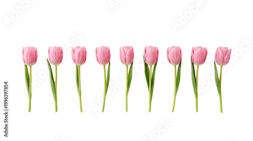 фотографія Row of nine pink tulips with green stems and leaves arranged horizontally isolat