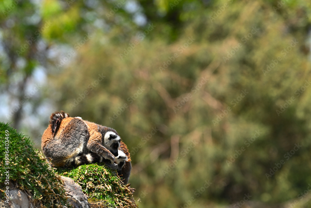 Fototapeta premium A pair of ring-tailed lemurs, crouching with a curious attitude on a rock covered with green grass